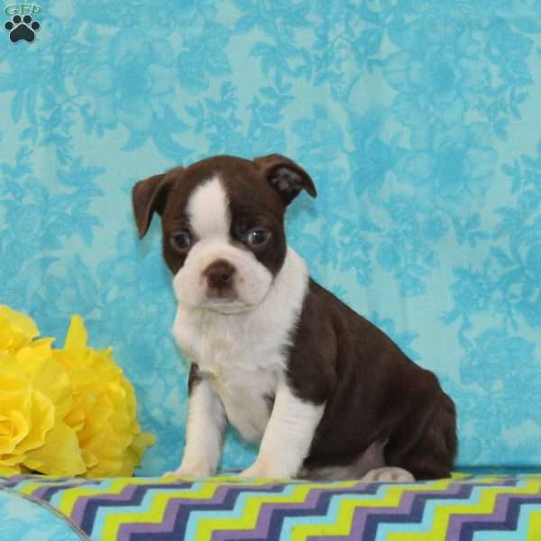 Jimmy, Boston Terrier Puppy